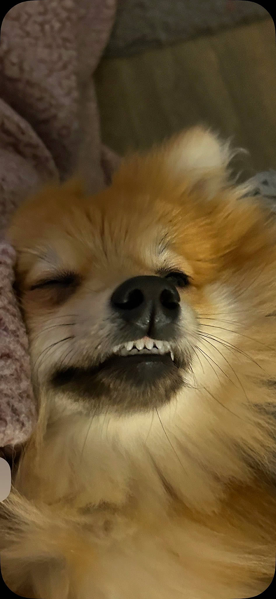 Simba is registered to the contest to win money with this photo: canidae, carnivore, close_up, companion_dog, dog, dog_breed, fawn, fur, german_spitz, german_spitz_klein, german_spitz_mittel, liver, snout, spitz, sporting_group, terrestrial_animal, toy_dog, volpino_italiano, whiskers, working_animal