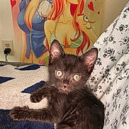 Whiskey joined the competition — help win amazing prizes! black_kitten, cat, animal, pet, blanket, pattern, floral, sheet, anime_poster, cartoon_characters, indoor, curious, young_cat, feline, cute, eyes, ears, fur, resting, colorful_background