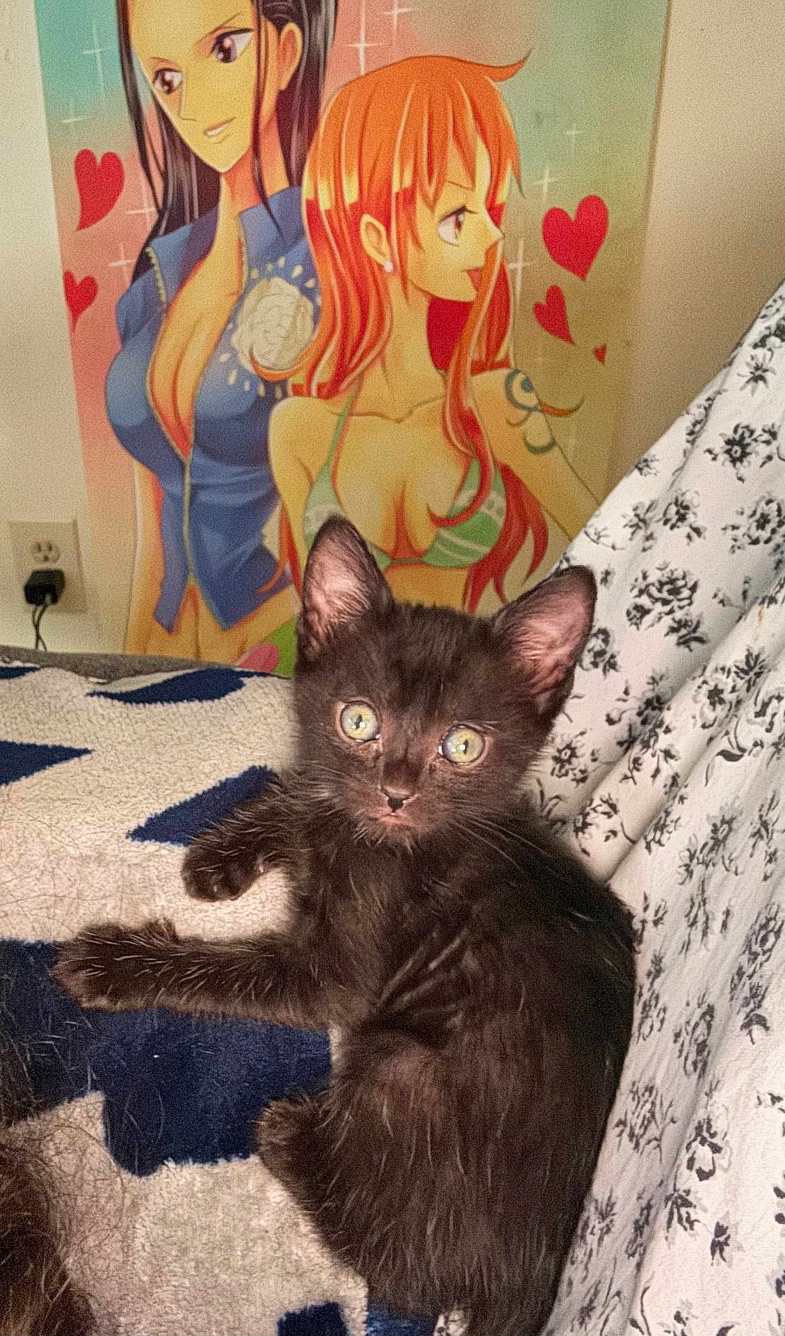 Whiskey joined the competition — help win amazing prizes! black_kitten, cat, animal, pet, blanket, pattern, floral, sheet, anime_poster, cartoon_characters, indoor, curious, young_cat, feline, cute, eyes, ears, fur, resting, colorful_background