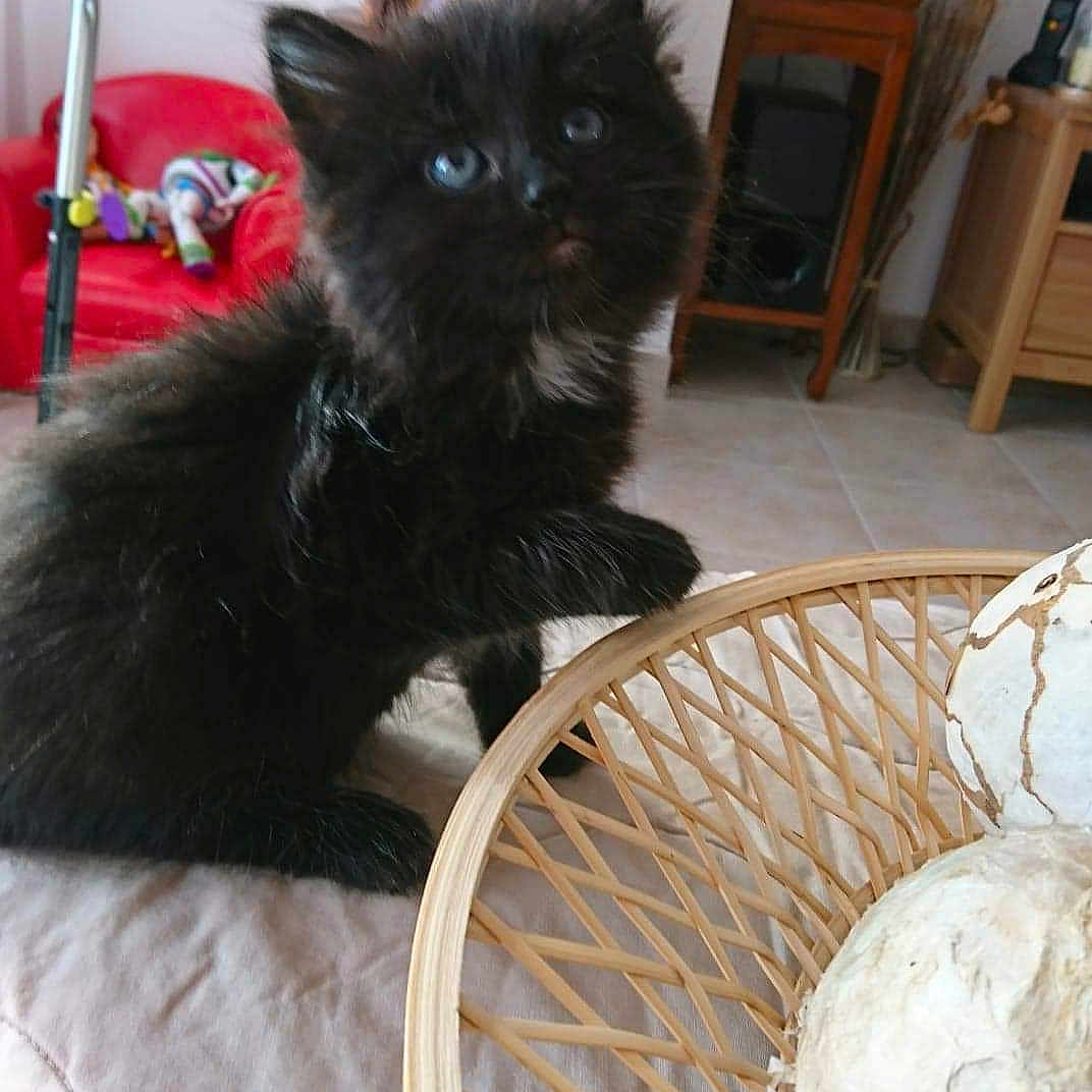 Masha