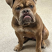 Ruby joined the competition — help win amazing prizes! dog, bulldog, puppy, brown, carpet, pet, animal, sitting, indoor, cute, wrinkles, ears, face, nose, paw, fur, looking, expression, young, canine