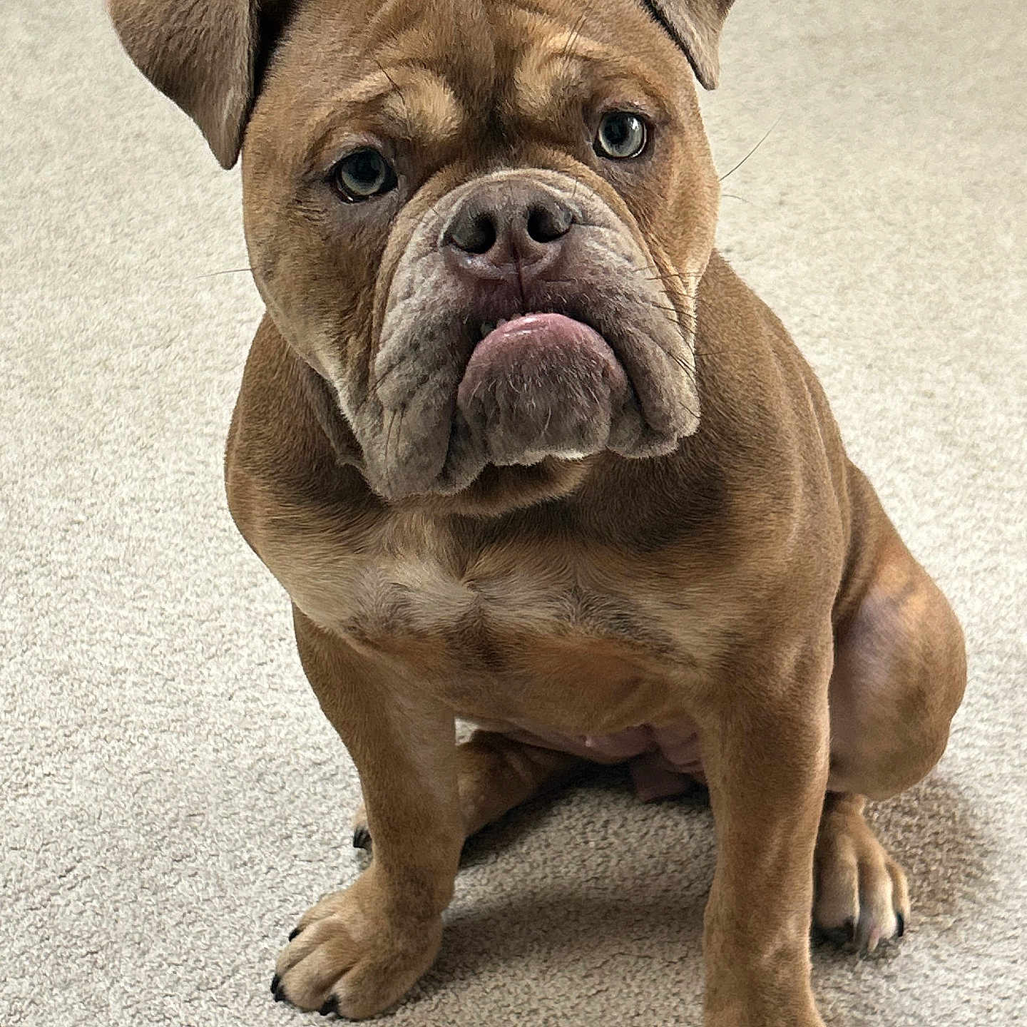 Ruby joined the competition — help win amazing prizes! animal, brown, bulldog, canine, carpet, cute, dog, ears, expression, face, fur, indoor, looking, nose, paw, pet, puppy, sitting, wrinkles, young
