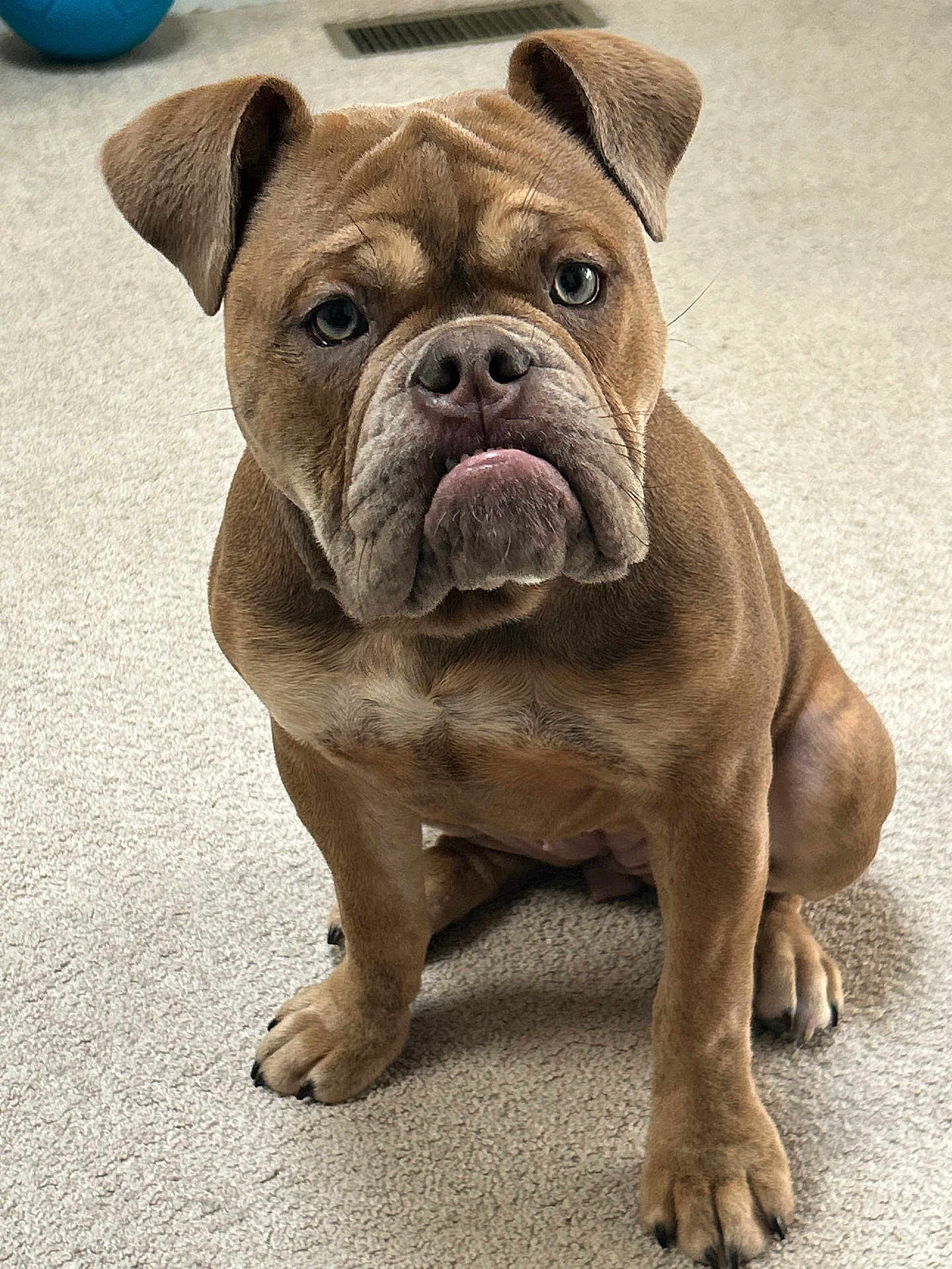 Ruby joined the competition — help win amazing prizes! dog, bulldog, puppy, brown, carpet, pet, animal, sitting, indoor, cute, wrinkles, ears, face, nose, paw, fur, looking, expression, young, canine