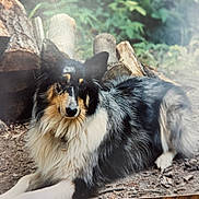 Rocky joined the competition — help win amazing prizes! dog, collie, outdoor, forest, logs, fur, animal, pet, nature, canine, lying_down, wood, leaves, calm, portrait, muzzle, ears, tag, ground, daylight