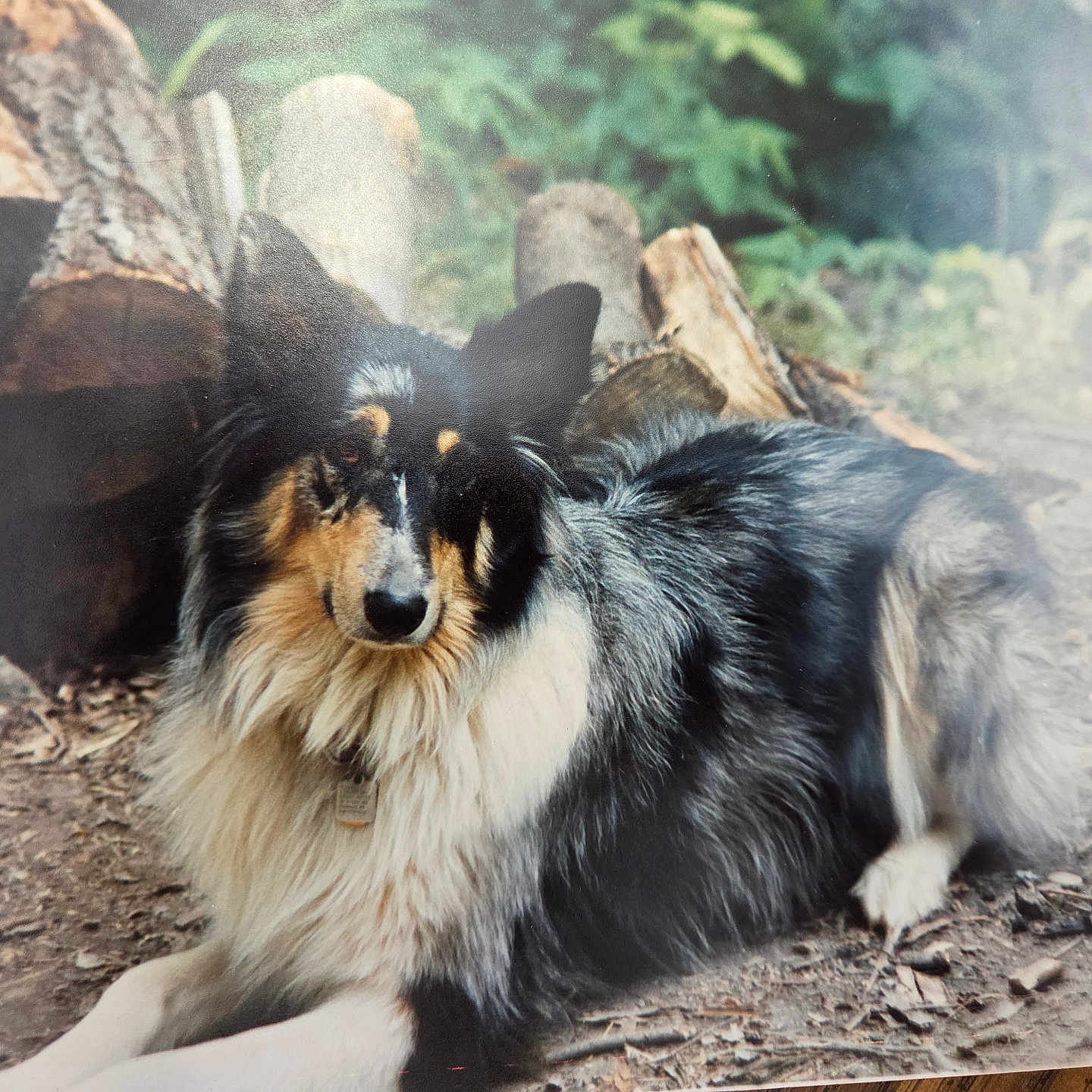 Rocky joined the competition — help win amazing prizes! dog, collie, outdoor, forest, logs, fur, animal, pet, nature, canine, lying_down, wood, leaves, calm, portrait, muzzle, ears, tag, ground, daylight