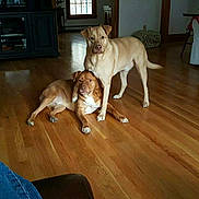 Remy And Browning joined the competition — help win amazing prizes! dog, indoor, wooden_floor, living_room, furniture, window, blanket, cabinet, brown_dog, tan_dog, pet, floor, home, cozy, domestic_animal, companion, animal, resting, standing, natural_light