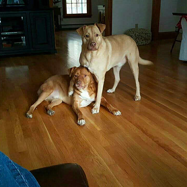 Remy And Browning joined the competition — help win amazing prizes! animal, blanket, brown_dog, cabinet, companion, cozy, dog, domestic_animal, floor, furniture, home, indoor, living_room, natural_light, pet, resting, standing, tan_dog, window, wooden_floor