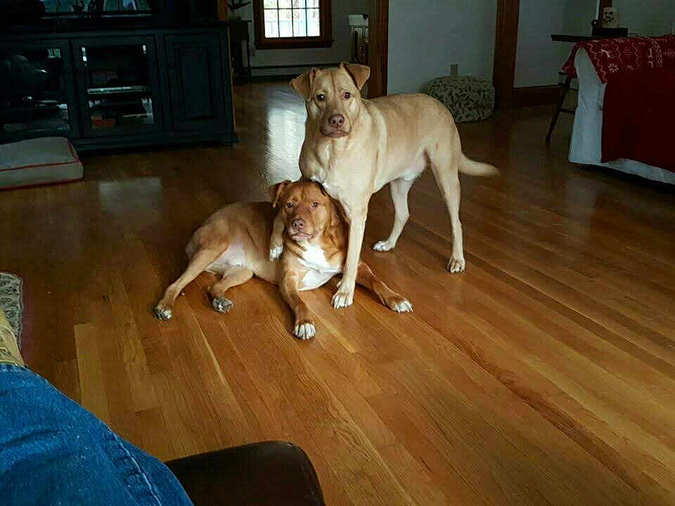 Remy And Browning joined the competition — help win amazing prizes! dog, indoor, wooden_floor, living_room, furniture, window, blanket, cabinet, brown_dog, tan_dog, pet, floor, home, cozy, domestic_animal, companion, animal, resting, standing, natural_light