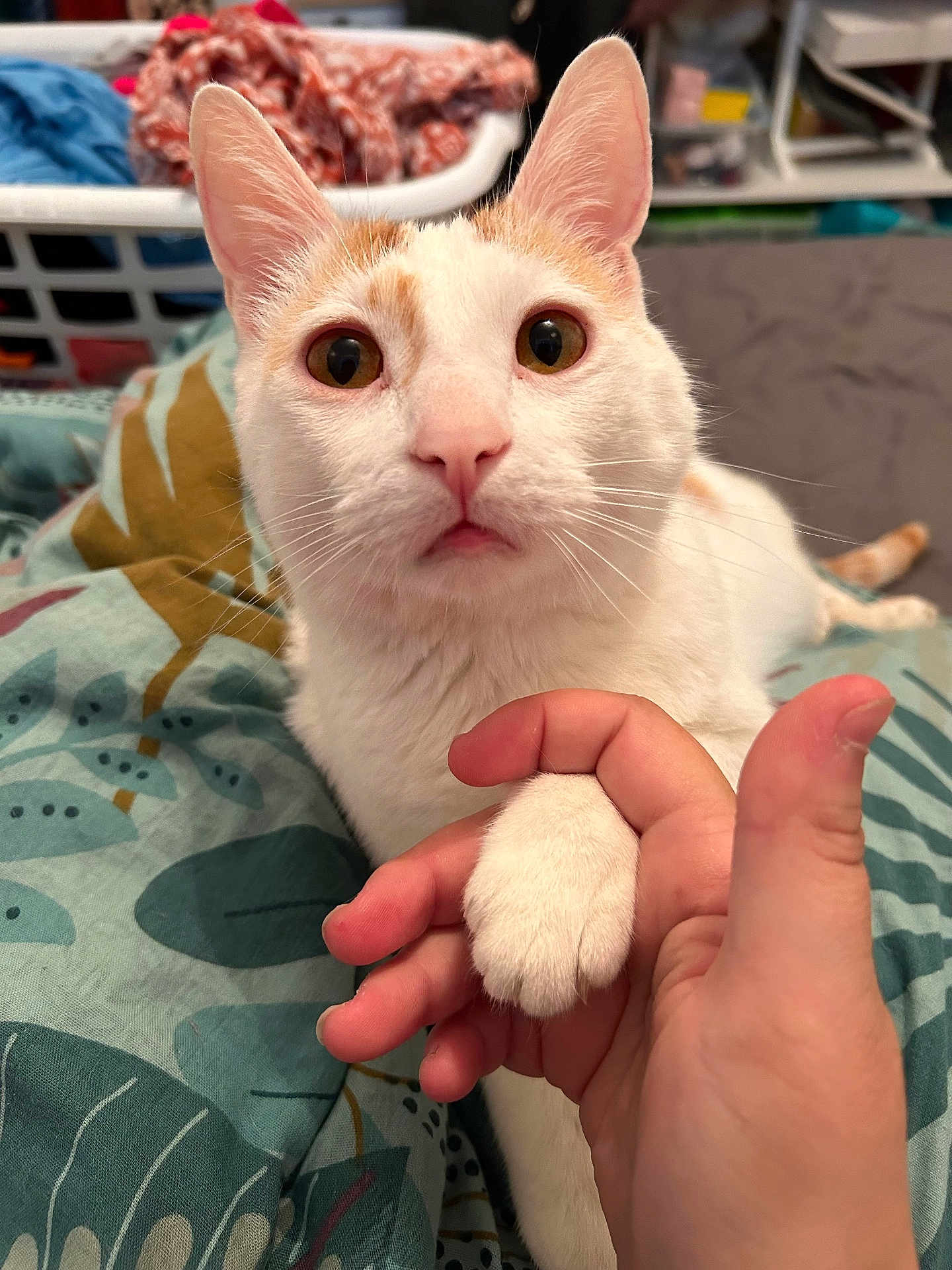 Rony a rejoint le concours — aidez-le/la à gagner de superbes lots ! animal, bed, blanket, cat, closeup, curious, cute, domestic, eye, fur, hand, indoor, mammal, nose, orange, paw, person, pet, whiskers, white