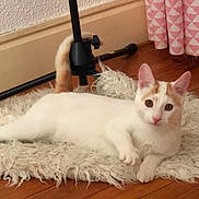 Rony a rejoint le concours — aidez-le/la à gagner de superbes lots ! cat, animal, pet, indoor, fluffy_rug, wooden_floor, curtain, orange_markings, white_fur, relaxed, floor, ears, whiskers, tail, looking, furniture, home, cozy, domestic, resting