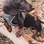 Bidule participe au concours pour gagner de l'argent avec cette photo : dog, puppy, dachshund, harness, outdoor, forest, autumn, leaves, branch, animal, pet, cute, small, black_and_tan, nature, young, canine, fur, mammal, walk