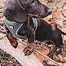dog, puppy, dachshund, harness, outdoor, forest, autumn, leaves, branch, animal, pet, cute, small, black_and_tan, nature, young, canine, fur, mammal, walk