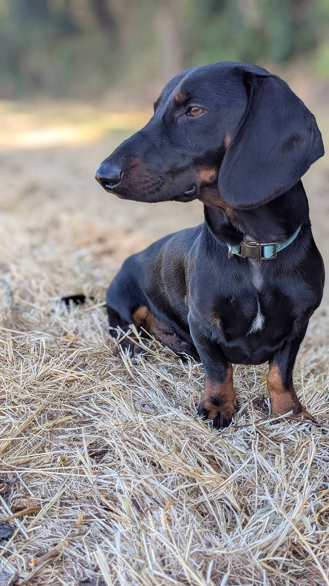 Bidule a rejoint le concours — aidez-le/la à gagner de superbes lots ! animal, background_blur, black_dog, canine, collar, cute, dachshund, dog, domestic_animal, fur, looking_away, mammal, nature, outdoor, pet, portrait, sitting, small_dog, straw, tan_markings