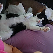 Rascals is registered to the contest to win money with this photo: animal, black_and_white_cat, brown_and_white_dog, canine, cat, close_up, collar, cozy, dog, domestic_animal, feline, indoor, lying_down, paw, person_arm, pet, pink_shirt, purple_surface, relaxing, resting