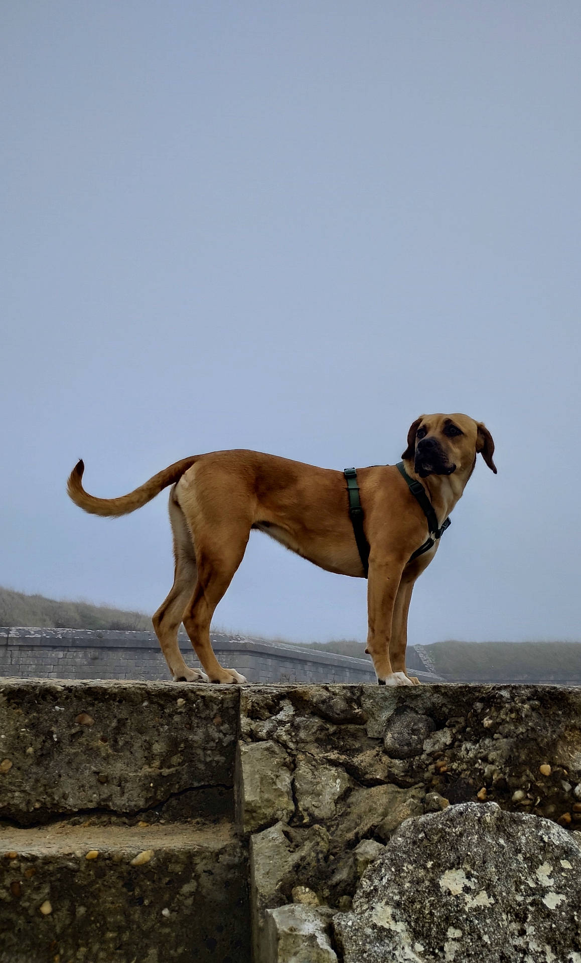 Houda participe au concours pour gagner de l'argent avec cette photo : accessories, animal, architecture, boxer, building, bulldog, canine, collar, dog, greatdane, hound, labradorretriever, leash, pet, pitbull, pointer, puppy, slate, strap, wall