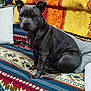 animal_portrait, blanket, calm, companion, couch, cozy, dog, domestic_animal, ears_up, furniture, gray_dog, home_decor, houseplant, indoor, living_room, looking_at_camera, patterned_fabric, pet, resting, seated