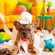 Abbie a rejoint le concours — aidez-le/la à gagner de superbes lots ! animal, blue_toy, colorful, cute, decor, french_bulldog, green_pillow, happy, indoor, lamp, living_room, mess, pet, pink_rug, playful, puppy, smiling, toilet_paper, toy, yellow_couch