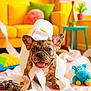 animal, blue_toy, colorful, cute, decor, french_bulldog, green_pillow, happy, indoor, lamp, living_room, mess, pet, pink_rug, playful, puppy, smiling, toilet_paper, toy, yellow_couch