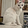 cat, white_cat, indoor, pet, animal, feline, sitting, curious, household, furniture, shelf, container, door, domestic, fur, whiskers, ears, tail, looking, closeup
