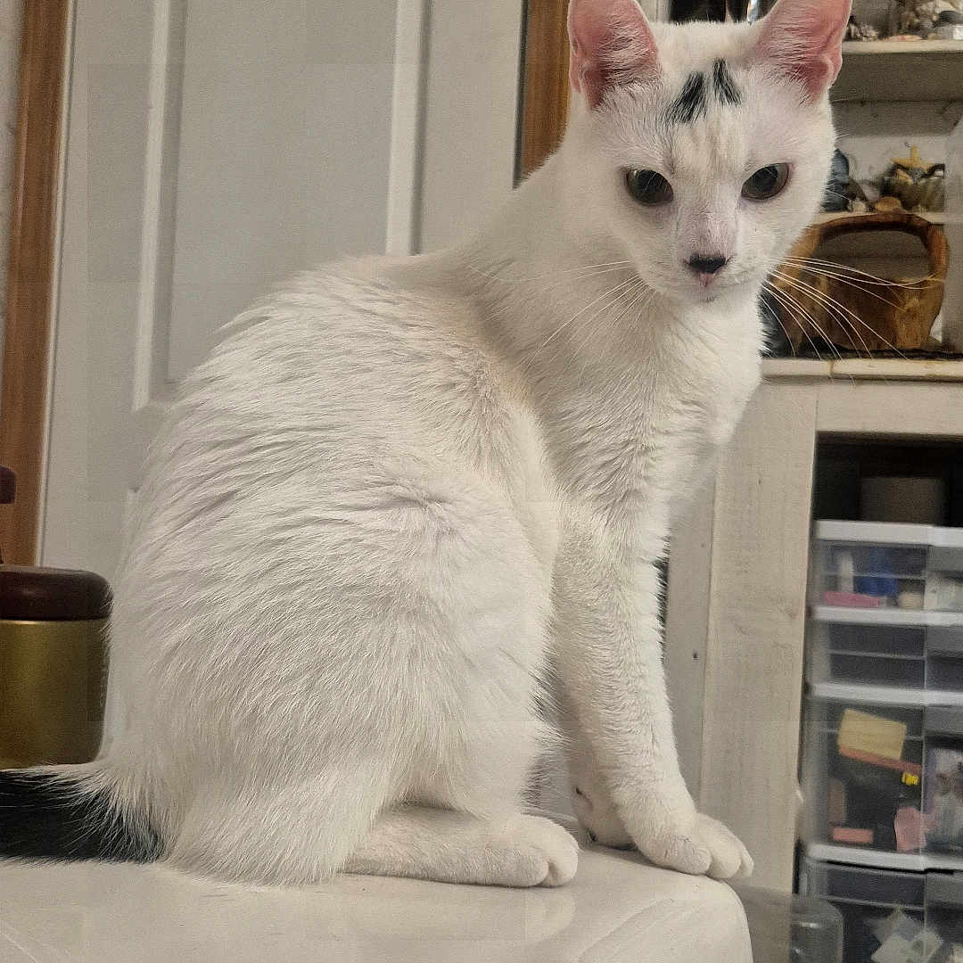 Boo joined the competition — help win amazing prizes! cat, white_cat, indoor, pet, animal, feline, sitting, curious, household, furniture, shelf, container, door, domestic, fur, whiskers, ears, tail, looking, closeup