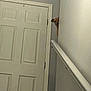 Frankie joined the competition — help win amazing prizes! dog, peeking, door, wall, indoors, handrail, curious, brown_dog, pet, animal, home, quiet, corner, small_space, watching, floor, light, shadow, interior, wood_door