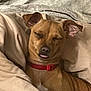 Frankie joined the competition — help win amazing prizes! dog, sleeping, blanket, cozy, pet, brown_dog, red_collar, indoors, cute, resting, fur, animal, relaxed, tongue_out, ears, snout, companion, domestic_animal, comfort, portrait
