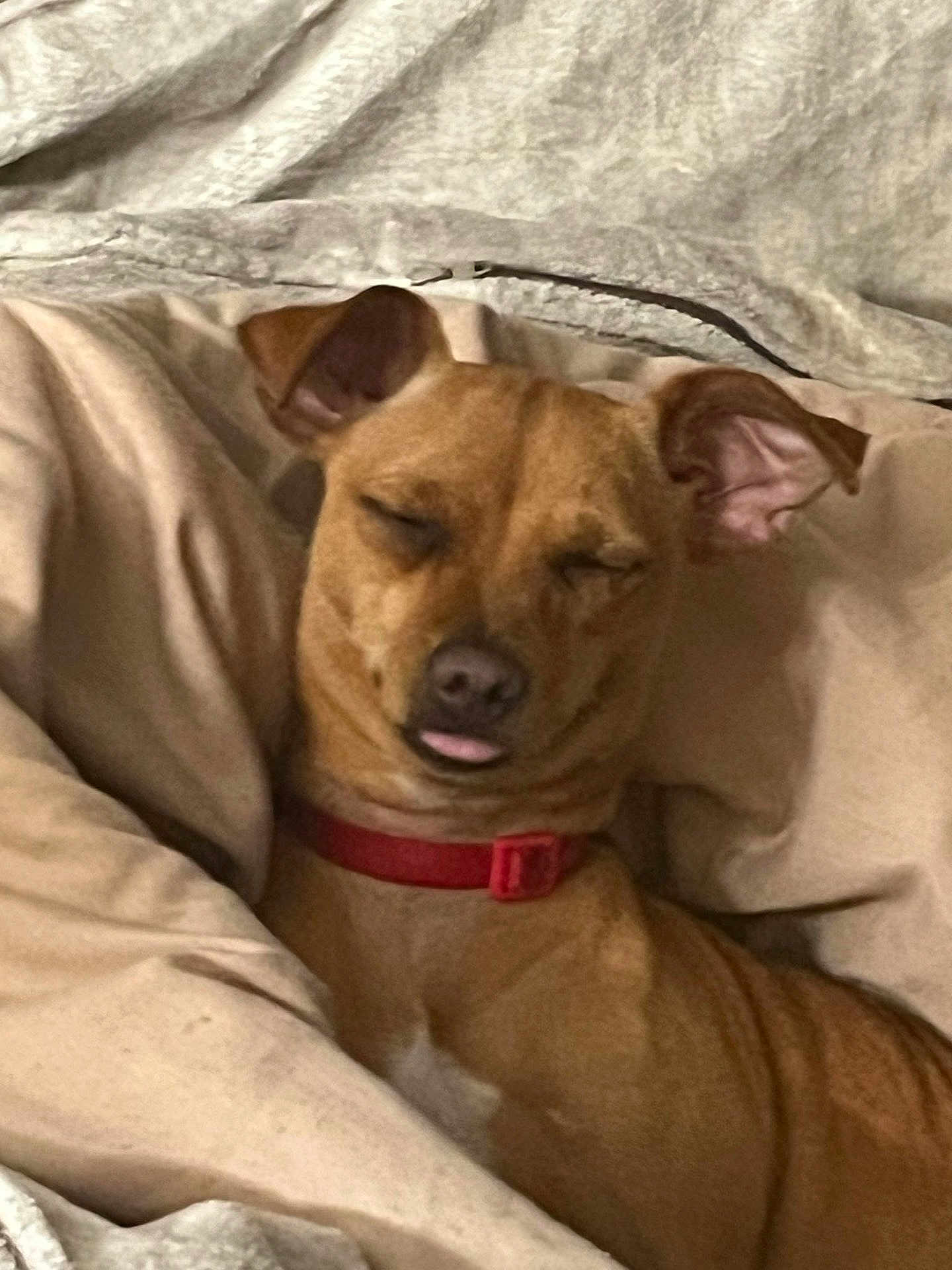 Frankie joined the competition — help win amazing prizes! dog, sleeping, blanket, cozy, pet, brown_dog, red_collar, indoors, cute, resting, fur, animal, relaxed, tongue_out, ears, snout, companion, domestic_animal, comfort, portrait