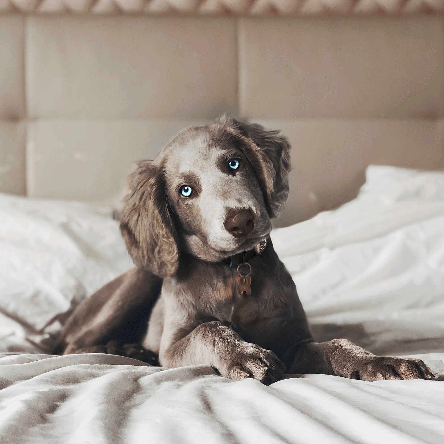 Saxe participe au concours pour gagner de l'argent avec cette photo : animal, bed, bedroom, blanket, canine, cat, cockerspaniel, couch, cushion, dog, furniture, homedecor, hound, indoors, kitten, pet, poodle, puppy, room, terrier