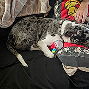 Orion is registered to the contest to win money with this photo: dog, couch, blanket, pillow, hand, toy, black, spotted, resting, indoor, comfort, mickey_mouse, human, animal, pet, sleeping, relaxed, fur, collar, home