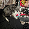 dog, couch, blanket, pillow, hand, toy, black, spotted, resting, indoor, comfort, mickey_mouse, human, animal, pet, sleeping, relaxed, fur, collar, home
