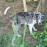 Orion is registered to the contest to win money with this photo: dog, animal, outdoor, nature, greenery, grass, plant, leaf, tree, pet, canine, curious, speckled, white, gray, fur, tail, ears, ground, daylight