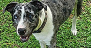 Orion is registered to the contest to win money with this photo: dog, grass, outdoor, animal, pet, canine, collar, playful, curious, standing, greenery, nature, speckled_fur, blue_eyes, happy, four_legs, closeup, summer, daylight, mammal