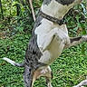 Orion joined the competition — help win amazing prizes! dog, animal, outdoor, greenery, grass, tree, playful, jumping, pet, collar, canine, nature, leaf, branch, active, fur, snout, teeth, ears, garden