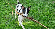 Daisy is registered to the contest to win money with this photo: dog, grass, outdoor, stick, pet, animal, playful, black_and_white, canine, nature, happy, running, ears_up, tail_up, daylight, lawn, fur, mouth, active, summer