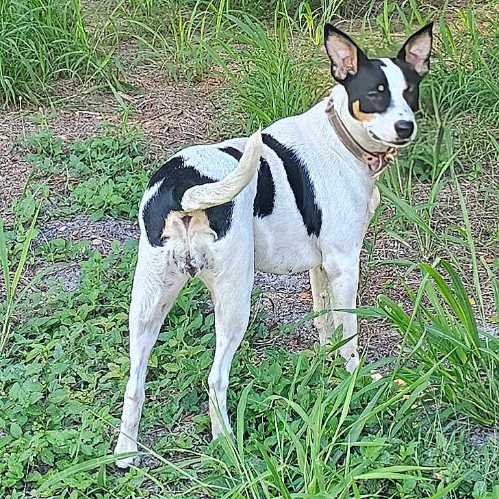 Daisy