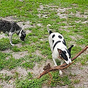 Daisy is registered to the contest to win money with this photo: dog, grass, outdoor, stick, playful, animal, pet, nature, daylight, canine, field, sniffing, black_and_white, brown, collar, leisure, fun, summer, two_dogs, ground