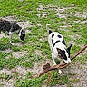 dog, grass, outdoor, stick, playful, animal, pet, nature, daylight, canine, field, sniffing, black_and_white, brown, collar, leisure, fun, summer, two_dogs, ground