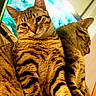 animal, blurred_background, cat, closeup, cute, domestic_cat, feline, fur, indoor, mirror, pet, portrait, reflection, relaxing, resting, striped_fur, tabby, warm_lighting, whiskers, window