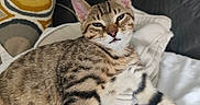 Lazare a rejoint le concours — aidez-le/la à gagner de superbes lots ! animal, blanket, cat, closeup, cozy, cushion, cute, domestic, ears, feline, fur, indoor, paw, pet, relaxed, resting, sleepy, striped, tabby, whiskers