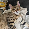 animal, blanket, cat, closeup, cozy, cushion, cute, domestic, ears, feline, fur, indoor, paw, pet, relaxed, resting, sleepy, striped, tabby, whiskers