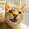 animal, blurred_background, cat, close_up, cute, domestic_cat, ears, expression, face, feline, fur, indoor, mouth_open, pet, portrait, surprised, tabby_cat, teeth, whiskers, wide_eyes