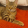animal, cat, closeup, comfort, cozy, cute, domestic, feline, fur, indoor, mammal, orange_blanket, paw, pet, relaxed, resting, sleepy, striped, tabby, whiskers