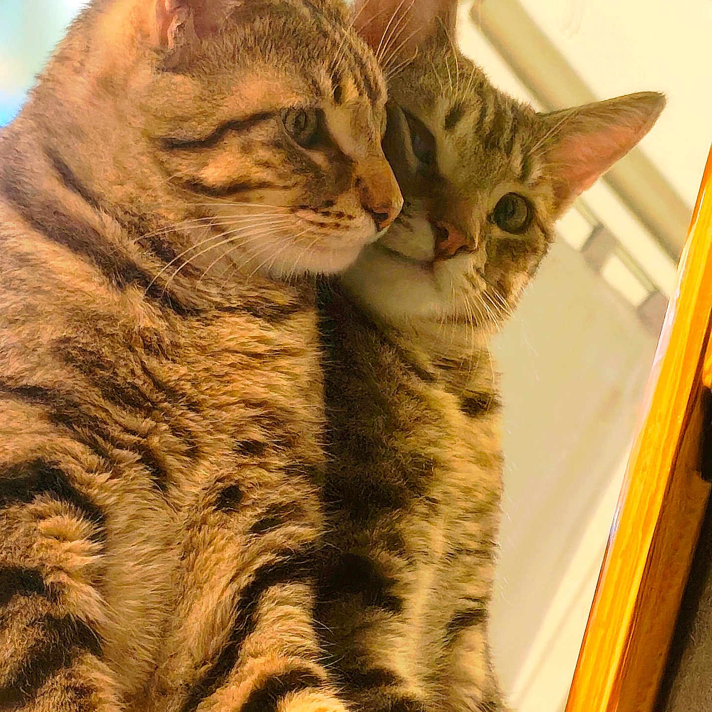 Lazare a rejoint le concours — aidez-le/la à gagner de superbes lots ! cat, tabby_cat, reflection, mirror, feline, pet, animal, striped_fur, close_up, indoor, cute, whiskers, ears, fur, portrait, two_cats, looking, sitting, domestic_cat, companion