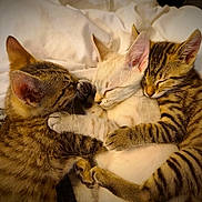 Lazare participe au concours pour gagner de l'argent avec cette photo : kitten, cat, sleeping, cuddle, fur, tabby, striped, animal, pet, cute, cozy, rest, friendship, snuggle, domestic, mammal, whiskers, ears, soft, companion