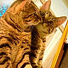 Lazare a rejoint le concours — aidez-le/la à gagner de superbes lots ! cat, tabby_cat, mirror, reflection, animal, pet, feline, fur, whiskers, ears, curious, indoor, closeup, looking, striped, portrait, mammal, cute, alert, household