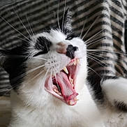 Oggy participe au concours pour gagner de l'argent avec cette photo : aegean_cat, carnivore, cat, close_up, facial_expression, fang, felidae, fur, jaw, kitten, mouth, nose, organ, roar, small_to_medium_sized_cats, snout, tongue, tooth, whiskers, yawn