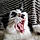 Oggy