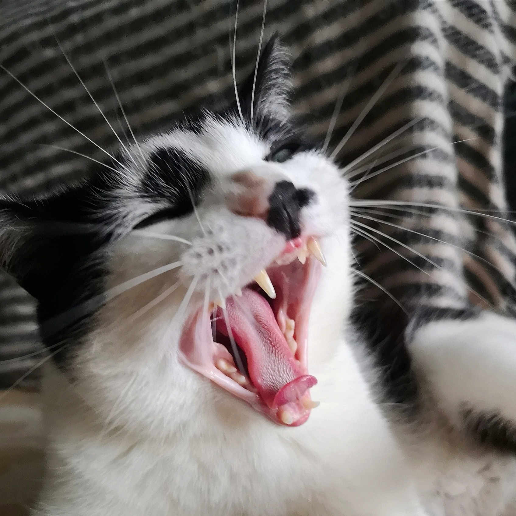 Oggy