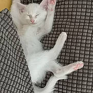 Gyzmo a rejoint le concours — aidez-le/la à gagner de superbes lots ! aegean_cat, burmilla, carnivore, cat, domestic_short_haired_cat, eye, felidae, khao_manee, kitten, leg, mammal, paw, skin, small_to_medium_sized_cats, tail, turkish_angora, turkish_van, vertebrate, whiskers, white