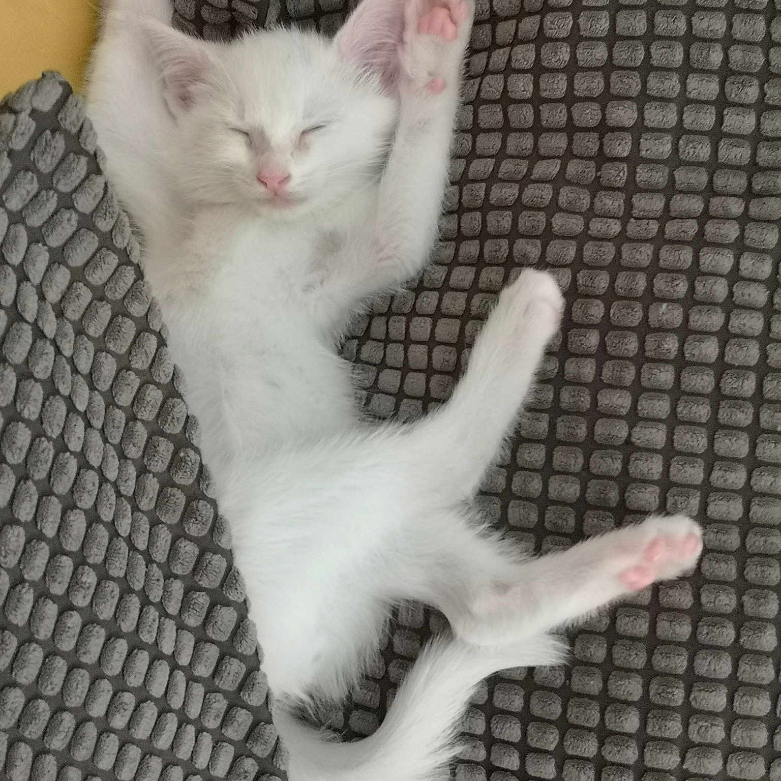 Gyzmo
